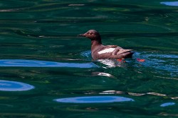 Pigeon Guillemot (Cepphus columba)