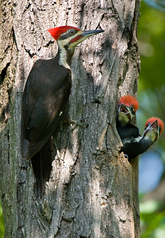 Pileated Woodpecker (Dryocopus pileatus)