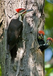 Pileated Woodpecker (Dryocopus pileatus)