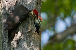 Pileated Woodpecker (Dryocopus pileatus)