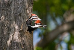 Pileated Woodpecker (Dryocopus pileatus)