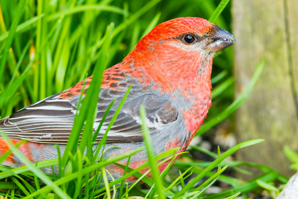 Pine Grosbeak (Pinicola enucleator)