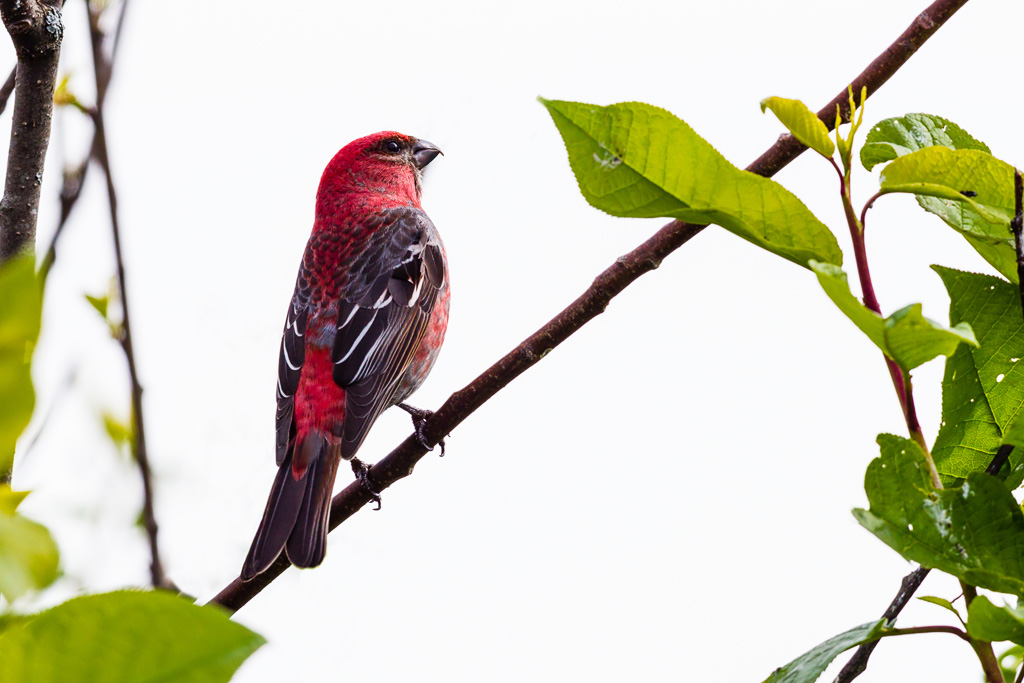 Pine Grosbeak (Pinicola enucleator)