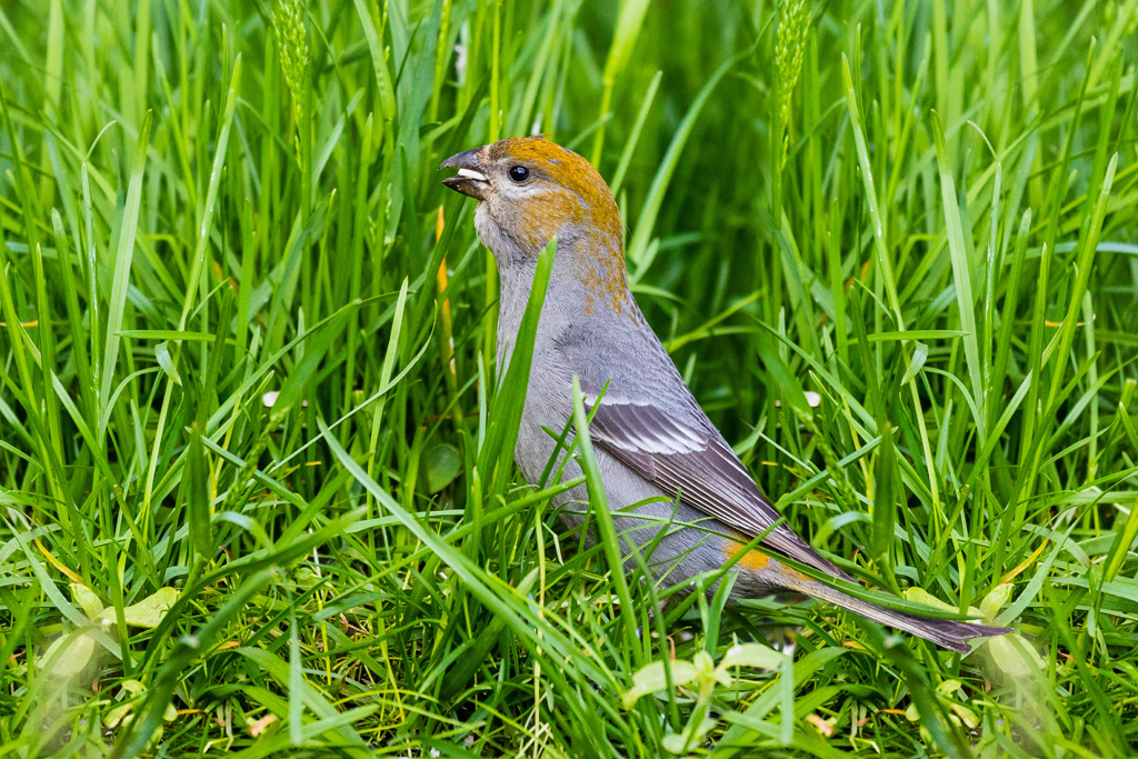 Pine Grosbeak (Pinicola enucleator)