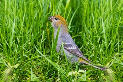 Pine Grosbeak (Pinicola enucleator)