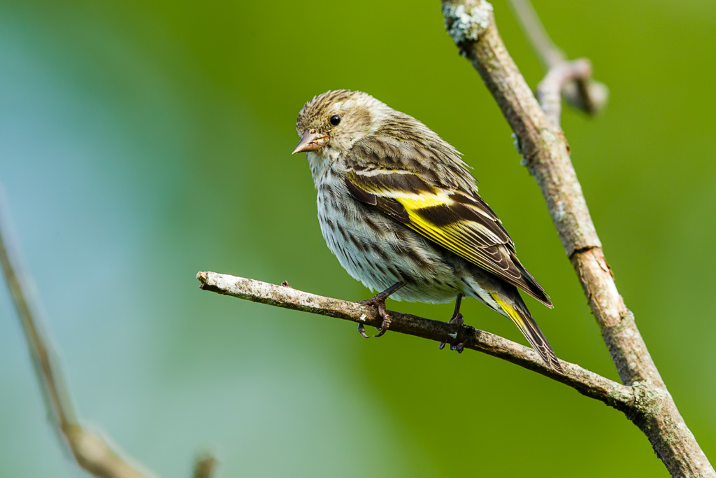 Pine Siskin (Spinus pinus)