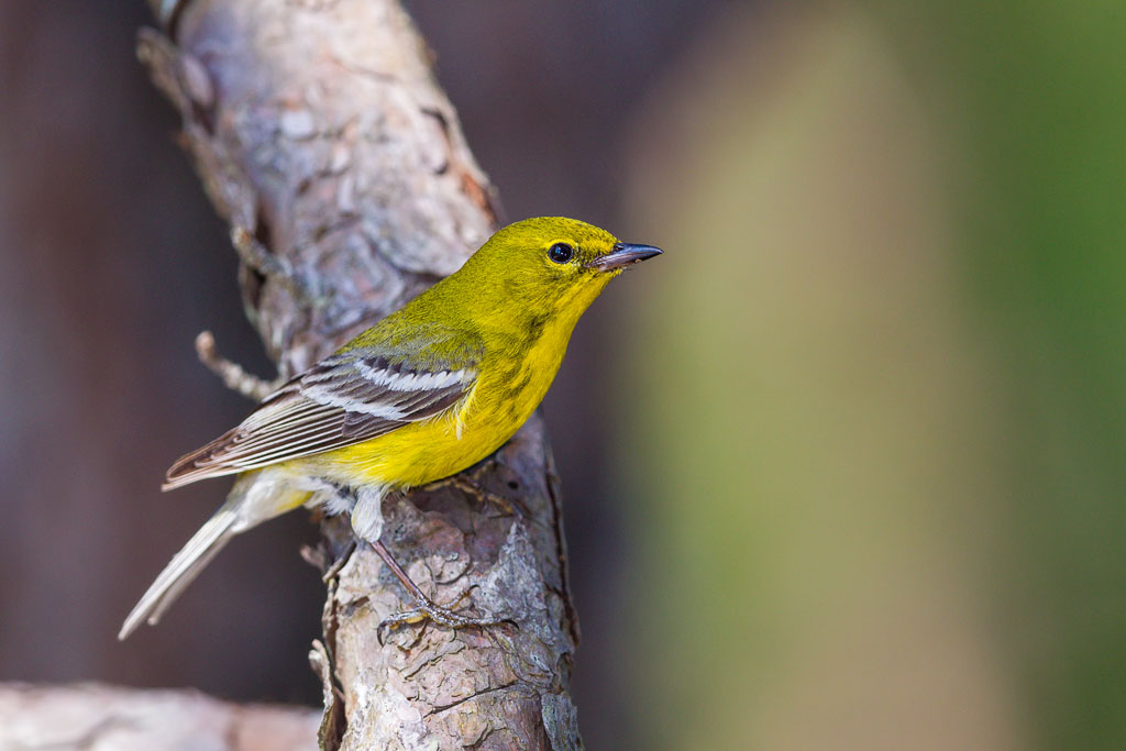 Pine Warbler (Setophaga pinus)