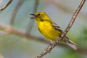 Pine Warbler (Setophaga pinus)