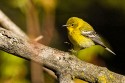 Pine Warbler (Setophaga pinus)