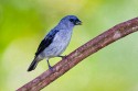 Plain-colored Tanager (Tangara inornata)