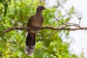 Plain Chachalaca (Ortalis vetula)