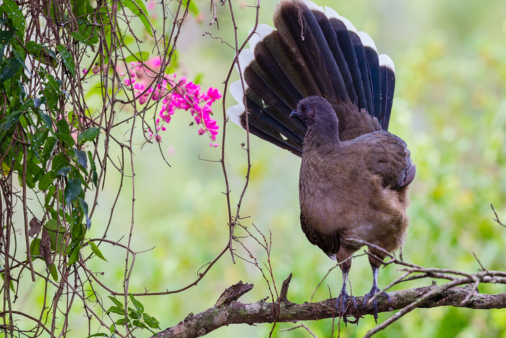 Plain Chachalaca (Ortalis vetula)