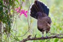 Plain Chachalaca (Ortalis vetula)