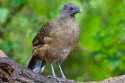 Plain Chachalaca (Ortalis vetula)