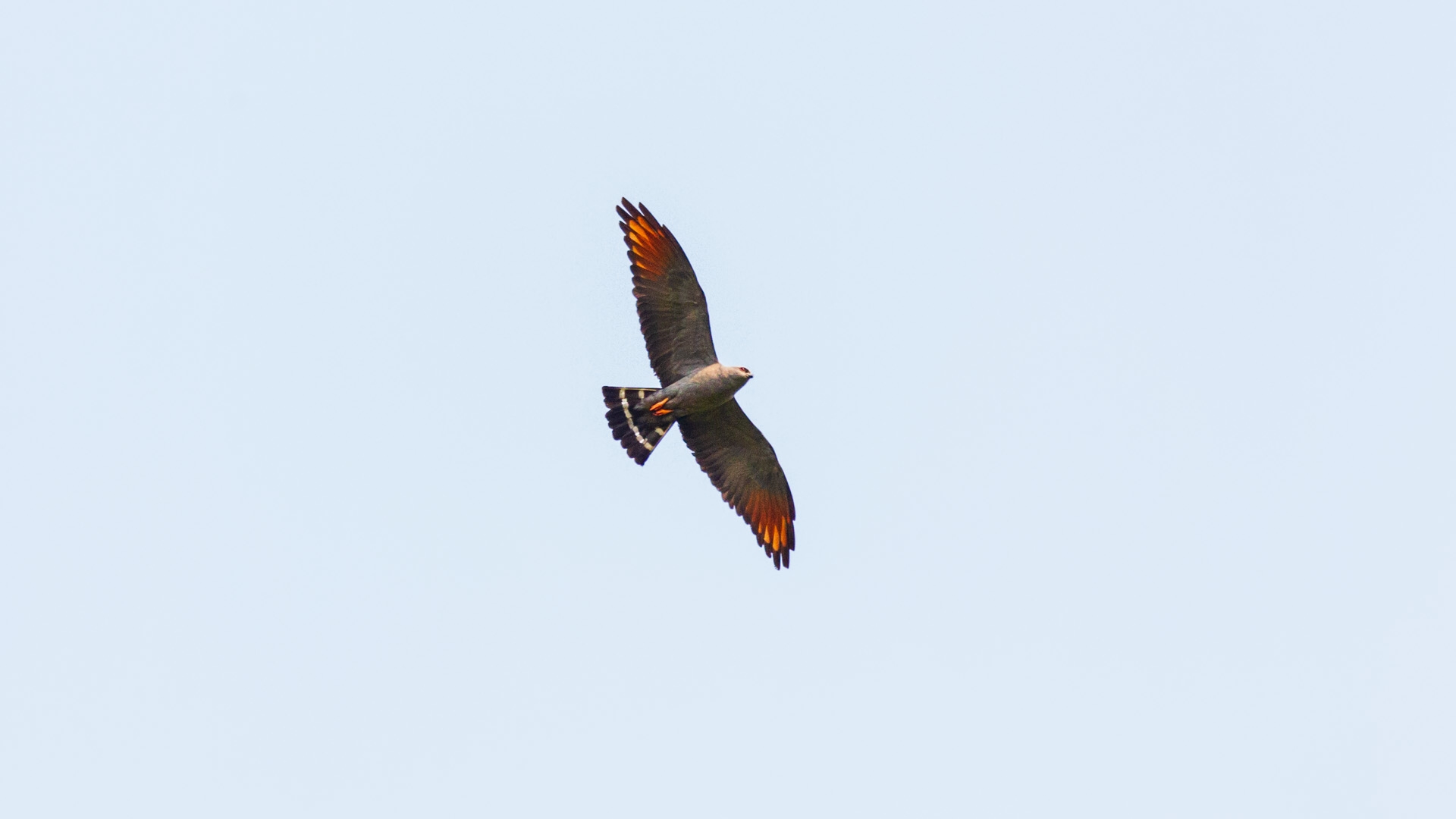 Plumbeous Kite (Ictinia plumbea)