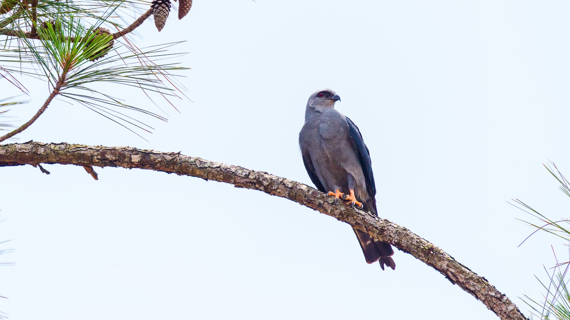 Plumbeous Kite (Ictinia plumbea)