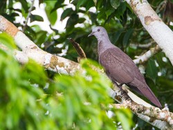 Plumbeous Pigeon (Columba plumbea)