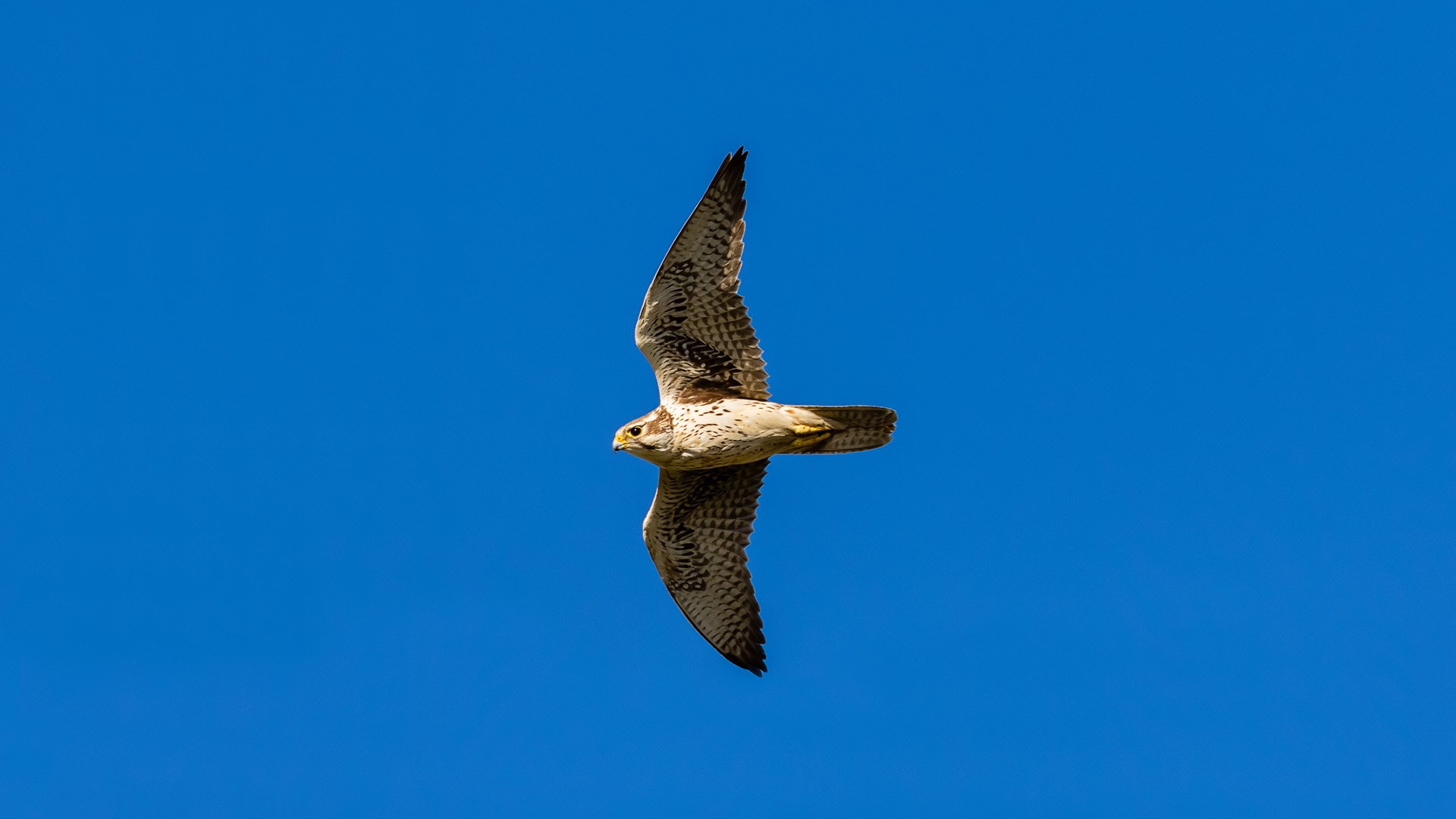 Prairie Falcon (Falco mexicanus)