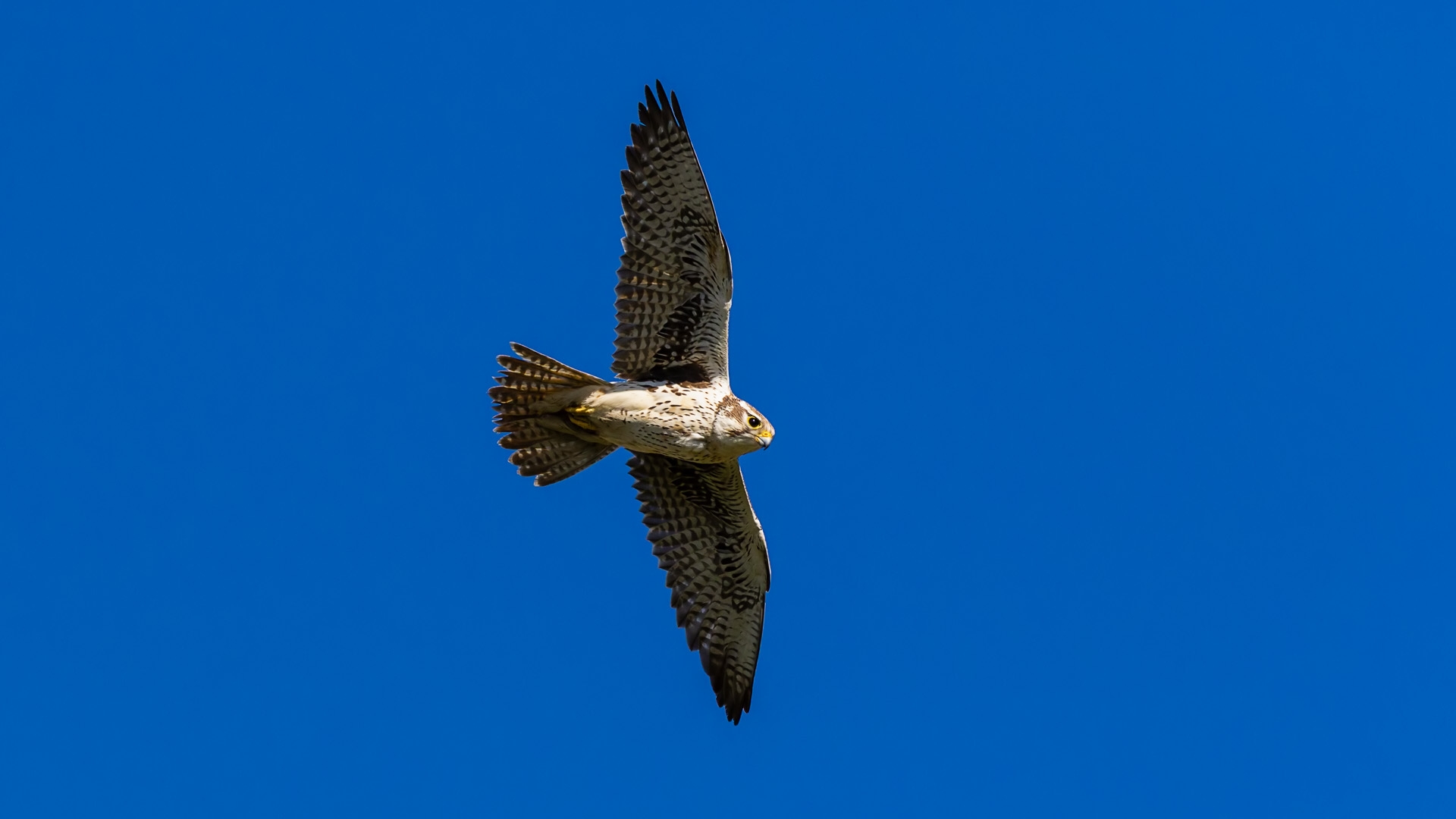 Prairie Falcon (Falco mexicanus)