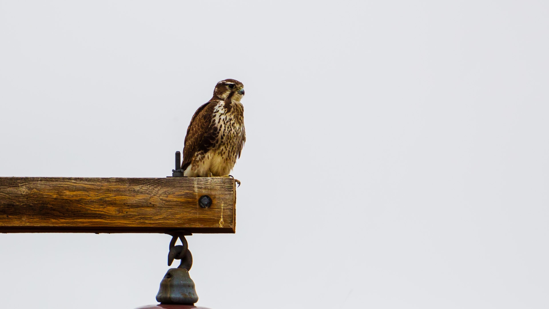 Prairie Falcon (Falco mexicanus)