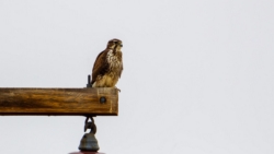 Prairie Falcon (Falco mexicanus)