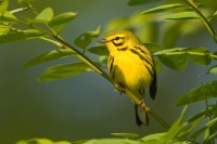 Prairie Warbler (Dendroica discolor)