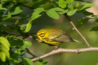 Prairie Warbler (Dendroica discolor)