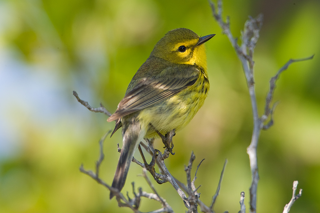 Prairie Warbler (Dendroica discolor)