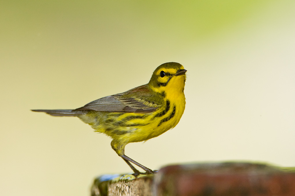 Prairie Warbler (Dendroica discolor)