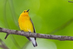 Prothonotary Warbler (Protonatoria citrea)