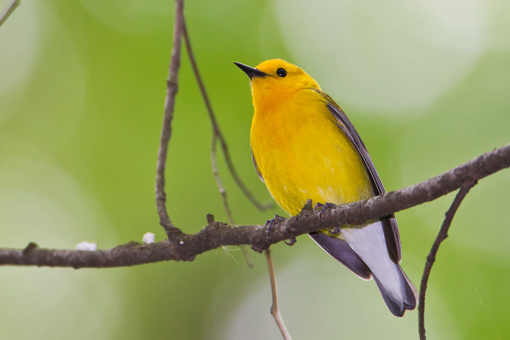 Prothonotary Warbler (Protonatoria citrea)