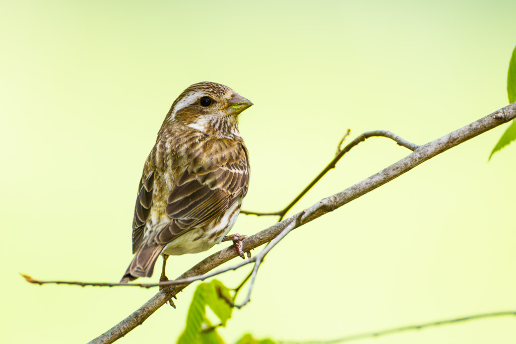 Purple Finch (Carpodacus purpureus)