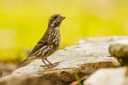 Purple Finch (Haemorhous purpureus)