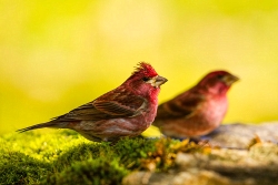 Purple Finch (Haemorhous purpureus)