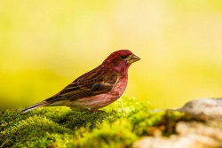 Purple Finch (Haemorhous purpureus)