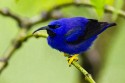 Purple Honeycreeper (Cyanerpes caeruleus longirostris)