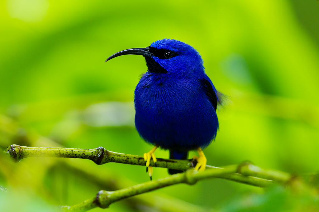 Purple Honeycreeper (Cyanerpes caeruleus longirostris)