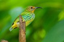 Purple Honeycreeper (Cyanerpes caeruleus longirostris)