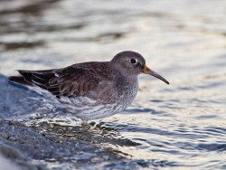 Purple Sandpiper (Calidris maritima)