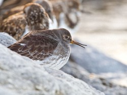 Purple Sandpiper (Calidris maritima)