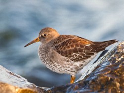 Purple Sandpiper (Calidris maritima)