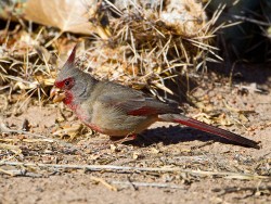 Pyrrhuloxia (Cardinalis sinuatus)