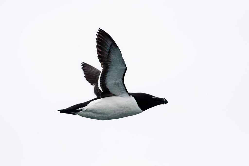 Razorbill (Alca aalge)