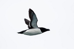 Razorbill (Alca aalge)