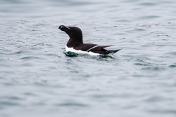 Razorbill (Alca aalge)