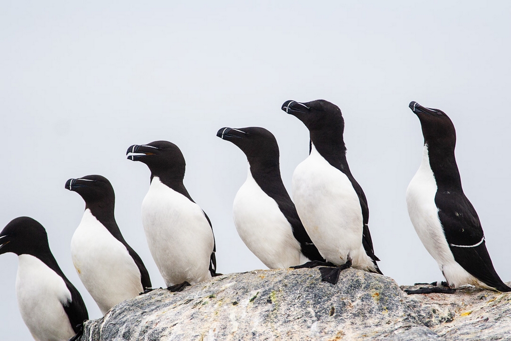 Razorbill (Alca aalge)