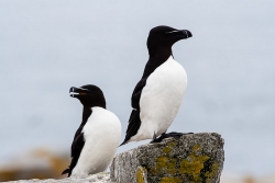 Razorbill (Alca aalge)