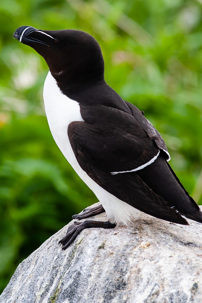 Razorbill (Alca aalge)