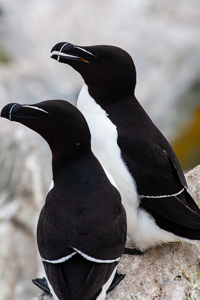 Razorbill (Alca aalge)