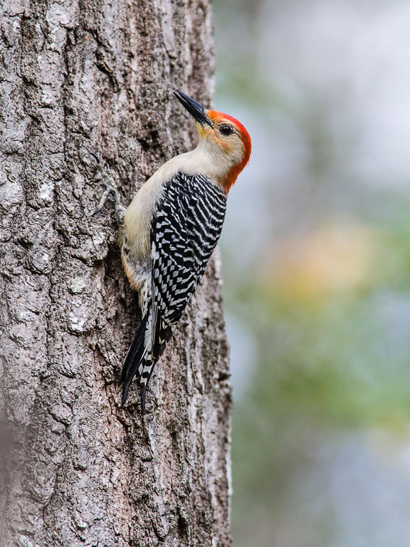 Red-bellied Woodpecker (Melanerpes carolinus)